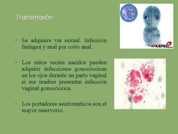Transmisión • Se adquiere vía sexual. Infección faringea y anal por coito anal. •