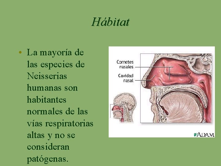 Hábitat • La mayoría de las especies de Neisserias humanas son habitantes normales de