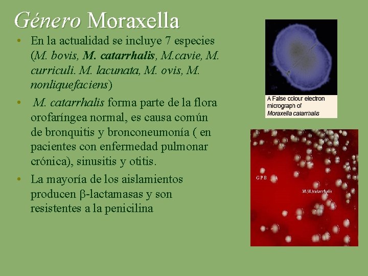 Género Moraxella • En la actualidad se incluye 7 especies (M. bovis, M. catarrhalis,