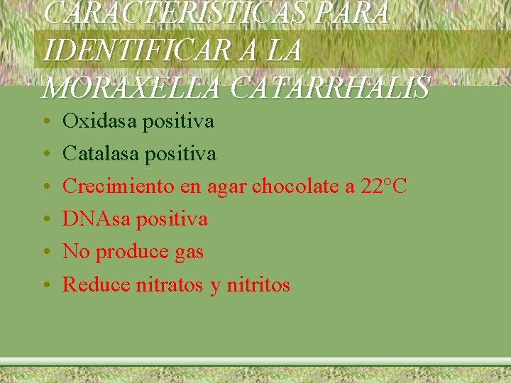 CARACTERISTICAS PARA IDENTIFICAR A LA MORAXELLA CATARRHALIS • • • Oxidasa positiva Catalasa positiva
