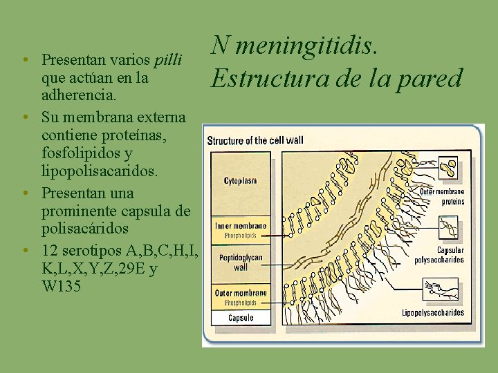  • Presentan varios pilli que actúan en la adherencia. • Su membrana externa