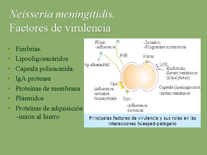 Neisseria meningitidis. Factores de virulencia • • Fimbrias. Lipooligosacáridos Capsula polisacárida. Ig. A proteasa