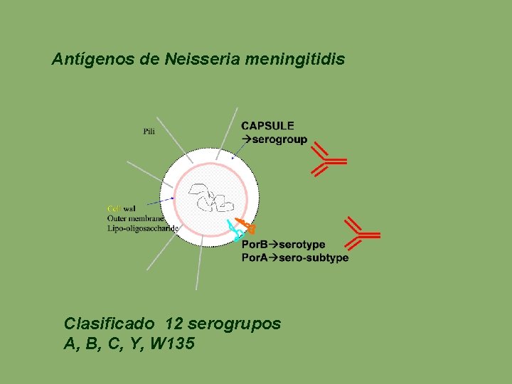 Antígenos de Neisseria meningitidis Clasificado 12 serogrupos A, B, C, Y, W 135 