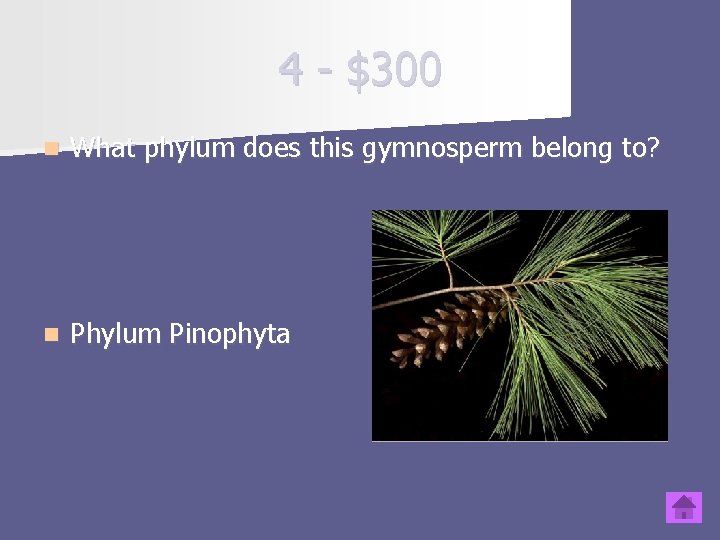 4 - $300 n What phylum does this gymnosperm belong to? n Phylum Pinophyta