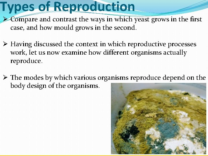 Types of Reproduction Ø Compare and contrast the ways in which yeast grows in