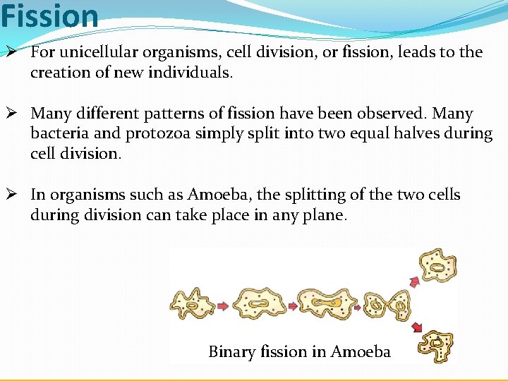 Fission Ø For unicellular organisms, cell division, or fission, leads to the creation of