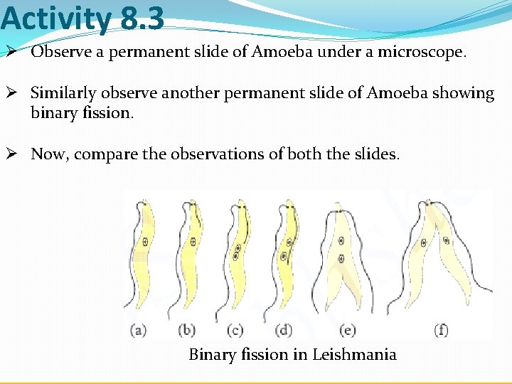 Activity 8. 3 Ø Observe a permanent slide of Amoeba under a microscope. Ø