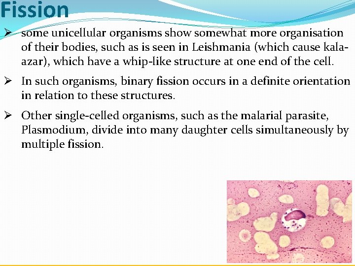 Fission Ø some unicellular organisms show somewhat more organisation of their bodies, such as