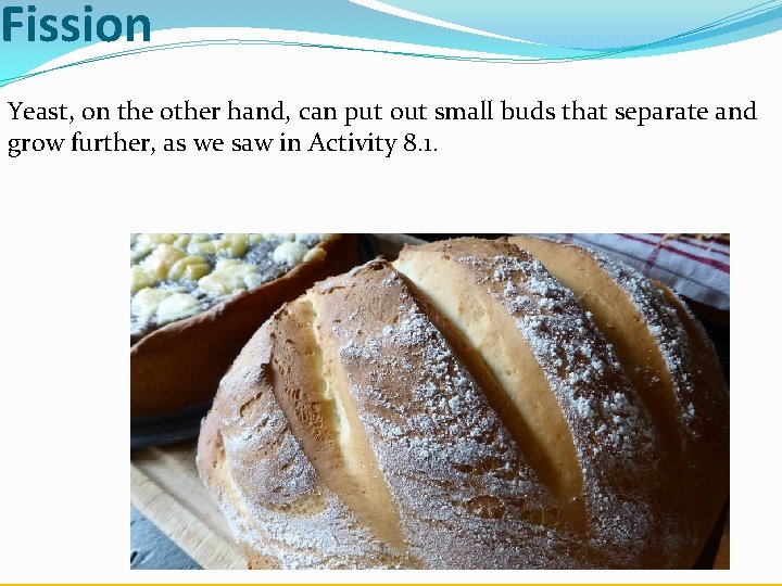 Fission Yeast, on the other hand, can put out small buds that separate and