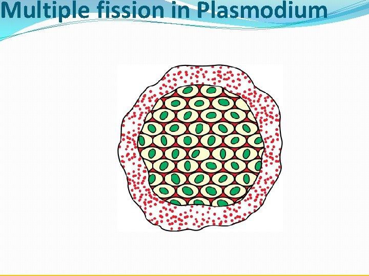 Multiple fission in Plasmodium 