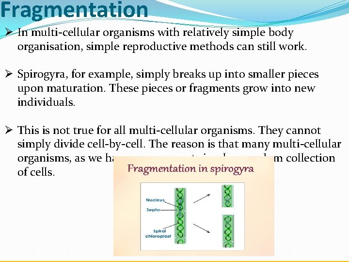 Fragmentation Ø In multi-cellular organisms with relatively simple body organisation, simple reproductive methods can