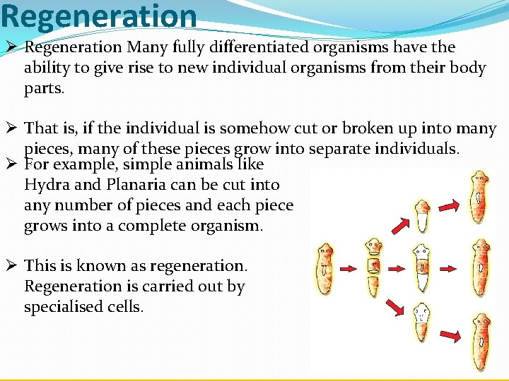 Regeneration Ø Regeneration Many fully differentiated organisms have the ability to give rise to
