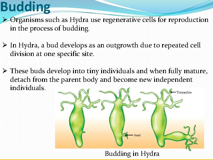 Budding Ø Organisms such as Hydra use regenerative cells for reproduction in the process