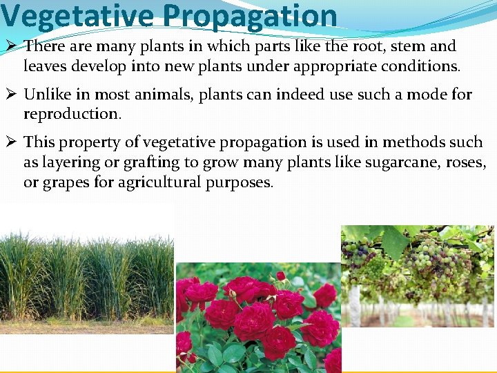 Vegetative Propagation Ø There are many plants in which parts like the root, stem