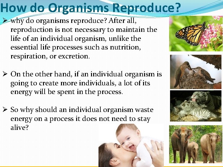 How do Organisms Reproduce? Ø why do organisms reproduce? After all, reproduction is not