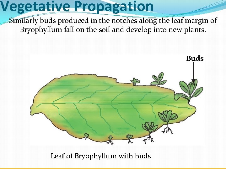 Vegetative Propagation Similarly buds produced in the notches along the leaf margin of Bryophyllum