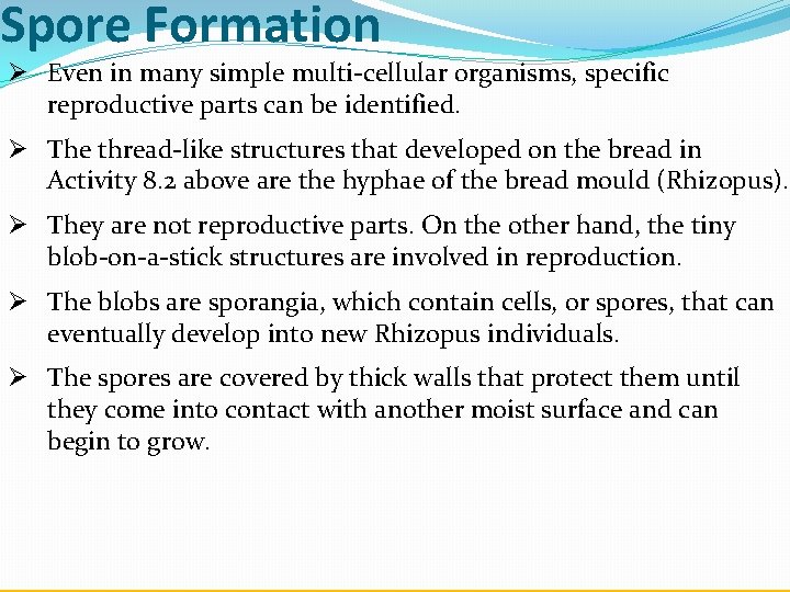 Spore Formation Ø Even in many simple multi-cellular organisms, specific reproductive parts can be