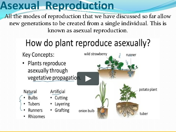 Asexual Reproduction All the modes of reproduction that we have discussed so far allow