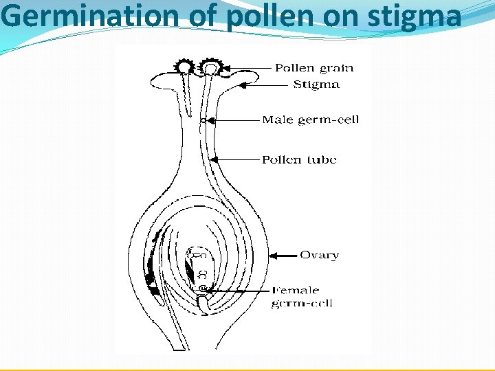 Germination of pollen on stigma 