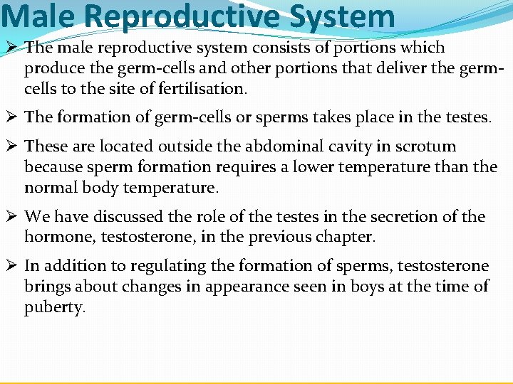 Male Reproductive System Ø The male reproductive system consists of portions which produce the