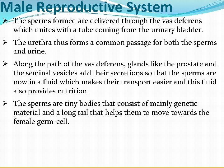 Male Reproductive System Ø The sperms formed are delivered through the vas deferens which