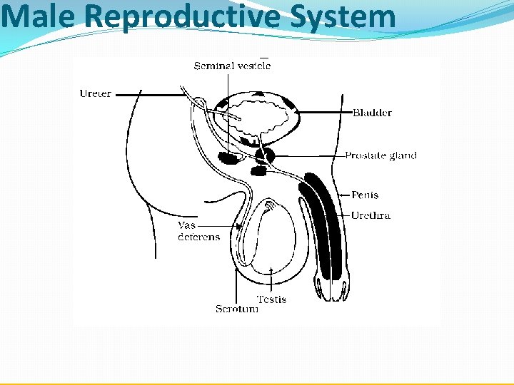 Male Reproductive System 