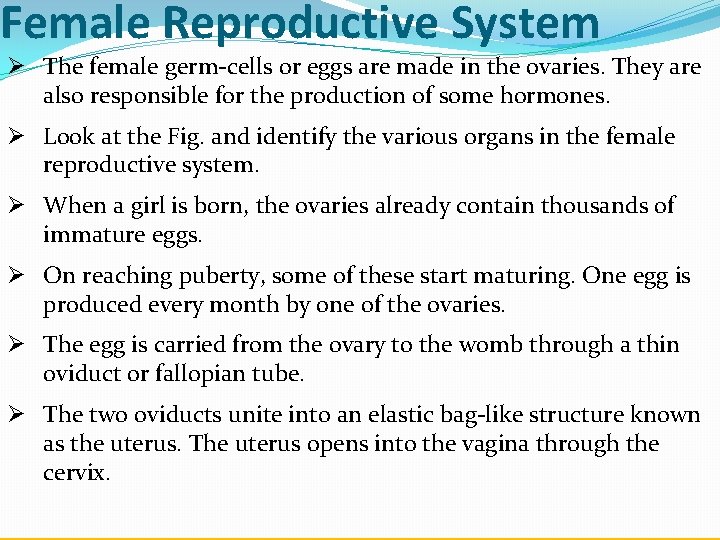 Female Reproductive System Ø The female germ-cells or eggs are made in the ovaries.