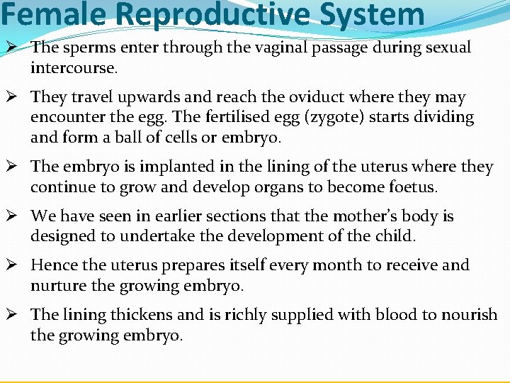 Female Reproductive System Ø The sperms enter through the vaginal passage during sexual intercourse.