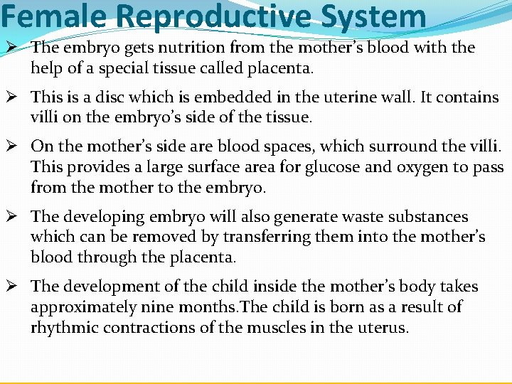 Female Reproductive System Ø The embryo gets nutrition from the mother’s blood with the