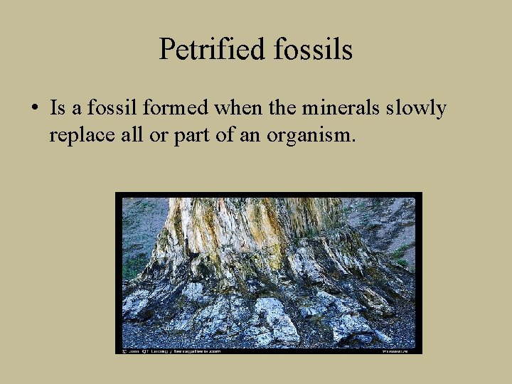 Petrified fossils • Is a fossil formed when the minerals slowly replace all or