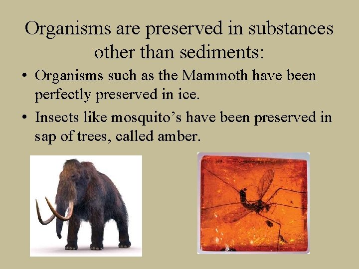 Organisms are preserved in substances other than sediments: • Organisms such as the Mammoth