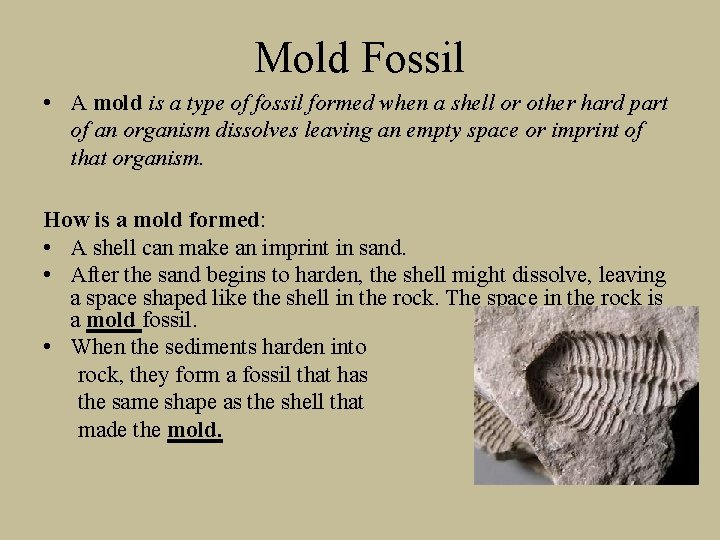 Mold Fossil • A mold is a type of fossil formed when a shell