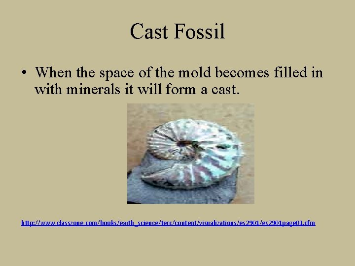 Cast Fossil • When the space of the mold becomes filled in with minerals