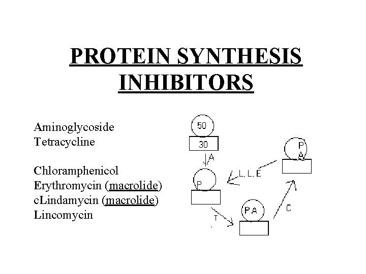 PROTEIN SYNTHESIS INHIBITORS Aminoglycoside Tetracycline Chloramphenicol Erythromycin (macrolide) c. Lindamycin (macrolide) Lincomycin 