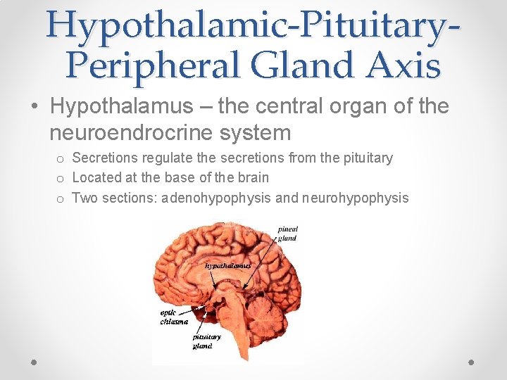 Hypothalamic-Pituitary. Peripheral Gland Axis • Hypothalamus – the central organ of the neuroendrocrine system