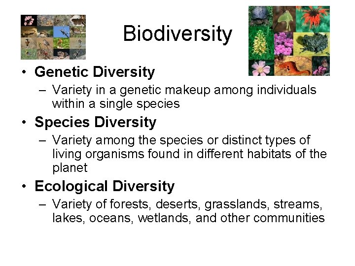 Biodiversity • Genetic Diversity – Variety in a genetic makeup among individuals within a