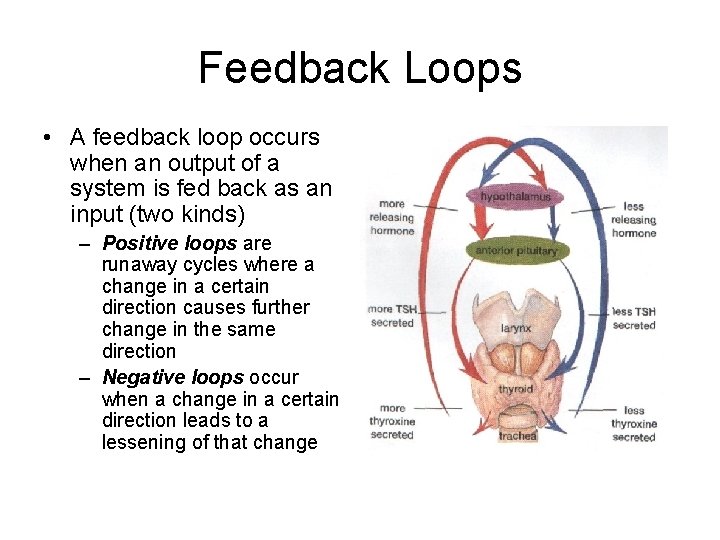 Feedback Loops • A feedback loop occurs when an output of a system is