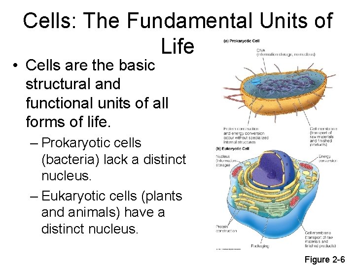 Cells: The Fundamental Units of Life • Cells are the basic structural and functional