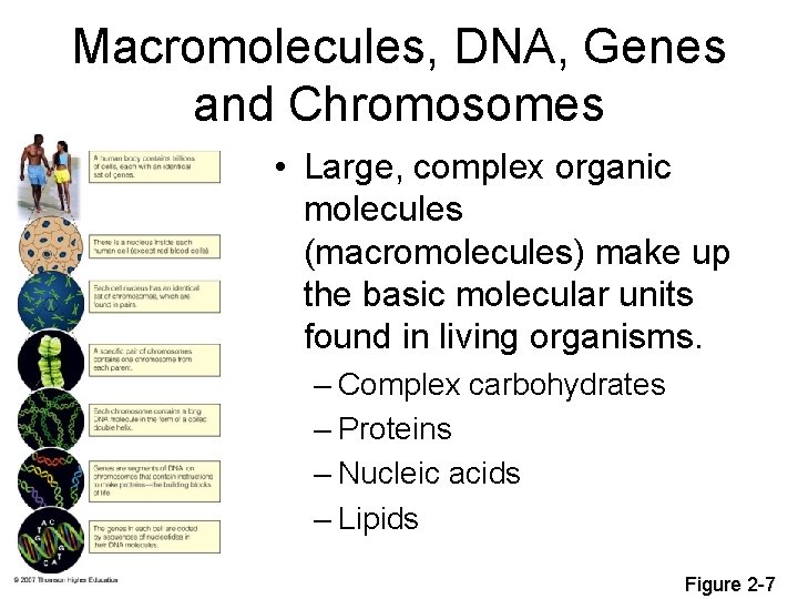 Macromolecules, DNA, Genes and Chromosomes • Large, complex organic molecules (macromolecules) make up the