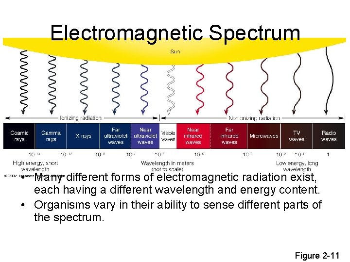 Electromagnetic Spectrum • Many different forms of electromagnetic radiation exist, each having a different