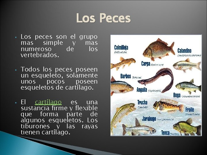 Los Peces § § § Los peces son el grupo mas simple y mas