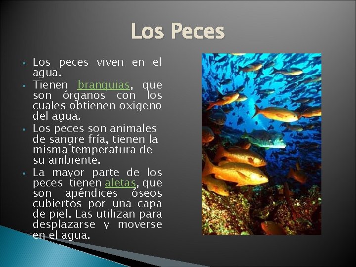 Los Peces § § Los peces viven en el agua. Tienen branquias, que son