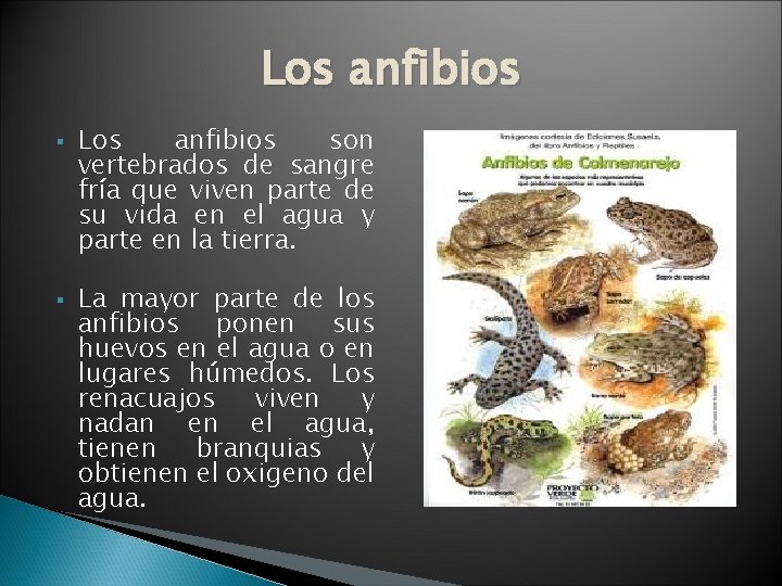 Los anfibios § § Los anfibios son vertebrados de sangre fría que viven parte