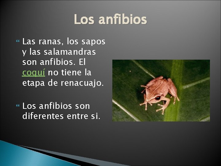 Los anfibios Las ranas, los sapos y las salamandras son anfibios. El coquí no