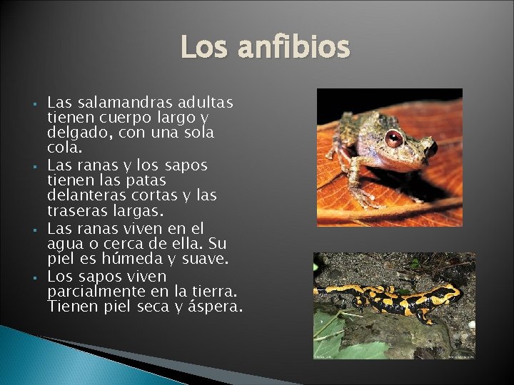 Los anfibios § § Las salamandras adultas tienen cuerpo largo y delgado, con una