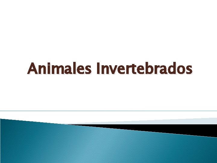 Animales Invertebrados 