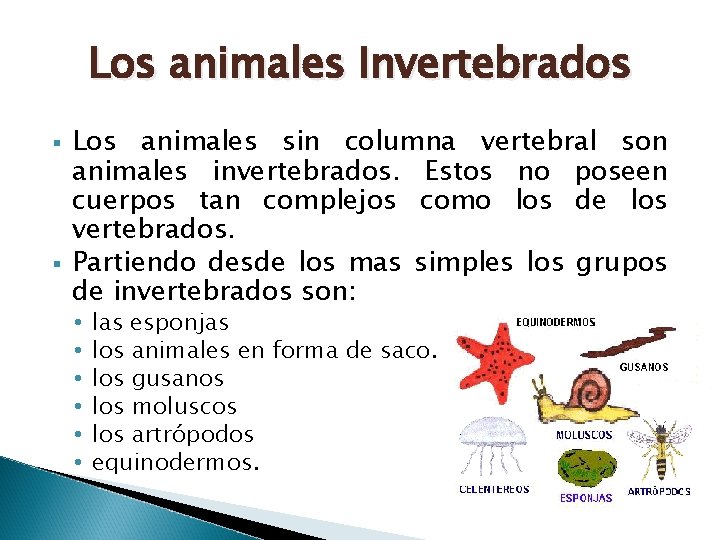 Los animales Invertebrados § § Los animales sin columna vertebral son animales invertebrados. Estos