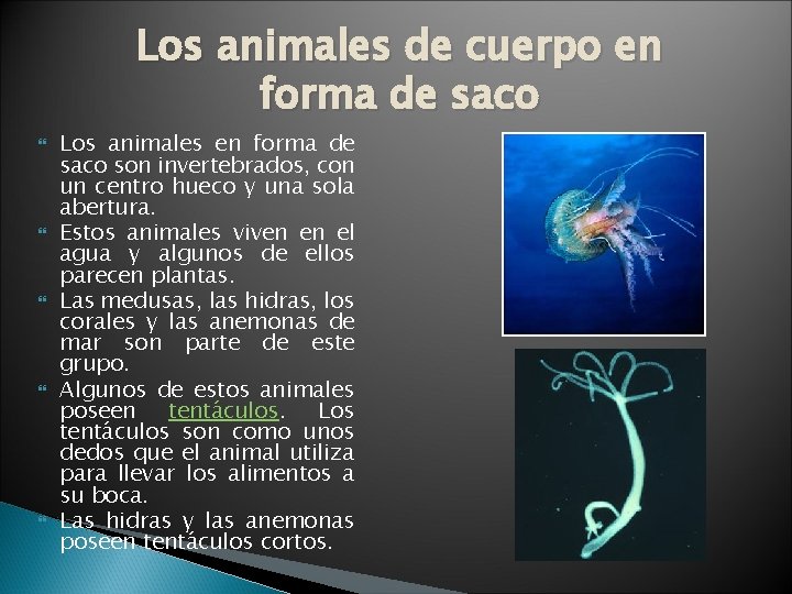 Los animales de cuerpo en forma de saco Los animales en forma de saco