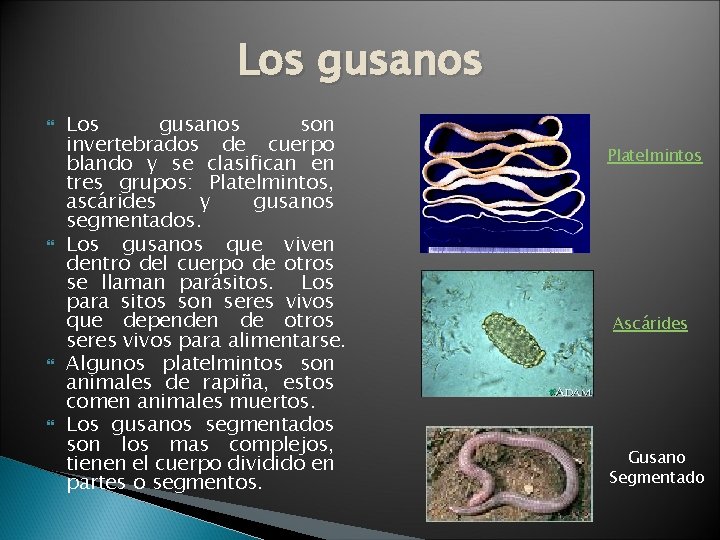 Los gusanos Los gusanos son invertebrados de cuerpo blando y se clasifican en tres