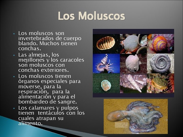 Los Moluscos § § Los moluscos son invertebrados de cuerpo blando. Muchos tienen conchas.